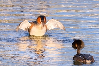 fuut (Podiceps cristatus) 4-2017 7556